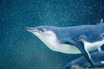 Schwimmender Pinguin vor Phillip Island